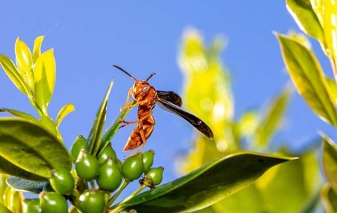 A wasp on a plant