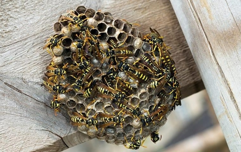 Wasps making a nest