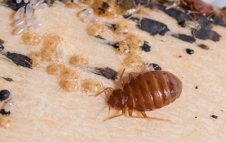 bed-bug-and-larvae