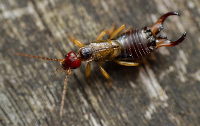 earwig-on-wood