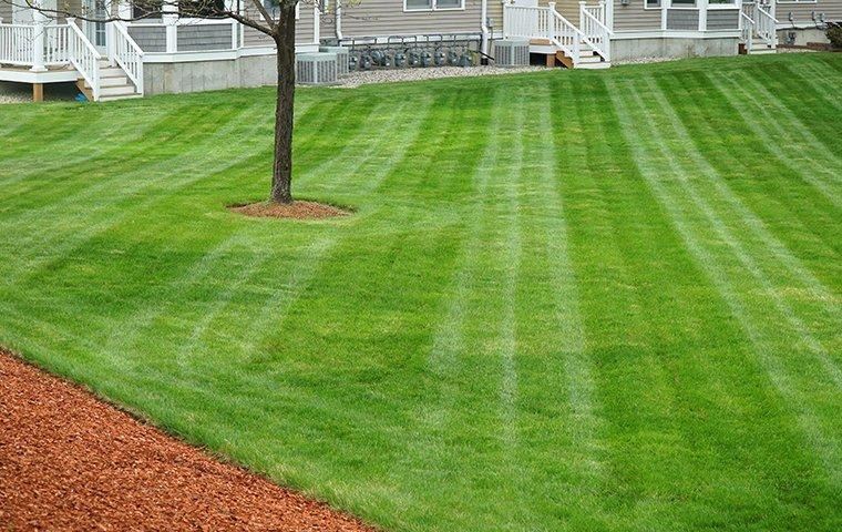 freshly-mowed-lawn