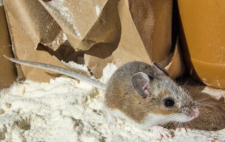 mice-in-pantry-kitchen