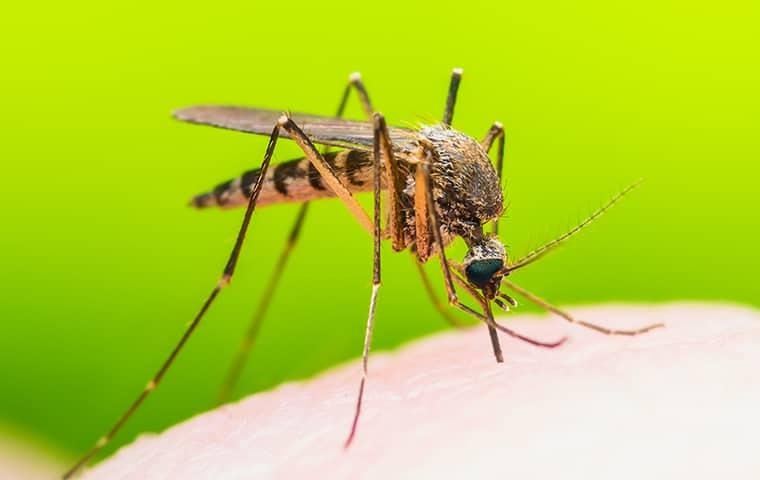 mosquito-control