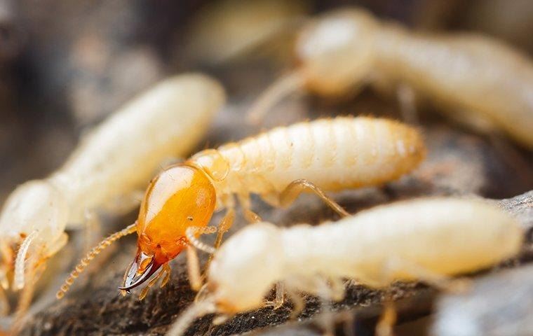 termite-infestation-on-wood-3