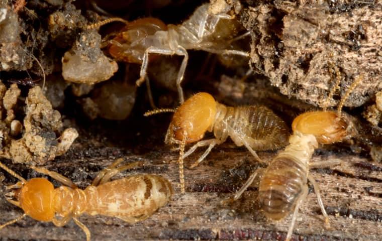 termite