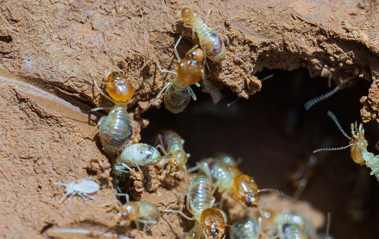 Termites