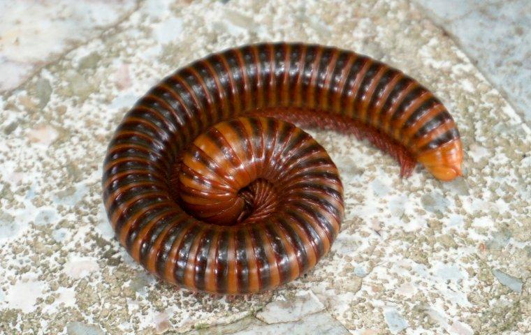 Millipedes
